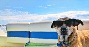 Tips for travelling with pets Tips for travelling with pets