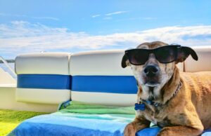 Tips for travelling with pets Tips for travelling with pets