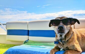 Tips for travelling with pets Tips for travelling with pets