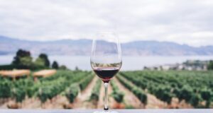 Best Travel Destinations for Wine lovers Best Travel Destinations for Wine lovers