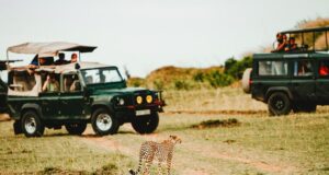 Best Safaris around the World Best Safaris around the World