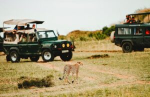 Best Safaris around the World Best Safaris around the World