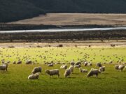 27 Facts you didn’t knew about New Zealand Facts you didn't knew about New Zealand