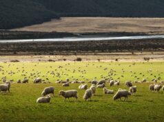 27 Facts you didn’t knew about New Zealand Facts you didn't knew about New Zealand