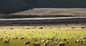 27 Facts you didn’t knew about New Zealand Facts you didn't knew about New Zealand