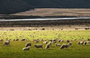 27 Facts you didn’t knew about New Zealand Facts you didn't knew about New Zealand