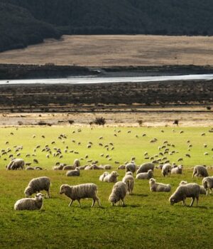 27 Facts you didn’t knew about New Zealand Facts you didn't knew about New Zealand