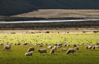 27 Facts you didn’t knew about New Zealand Facts you didn't knew about New Zealand