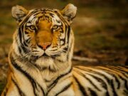 10 Best National Parks in India Best National Parks in India