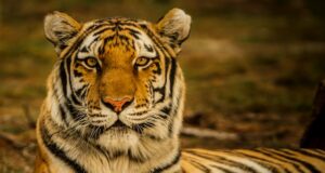 10 Best National Parks in India Best National Parks in India