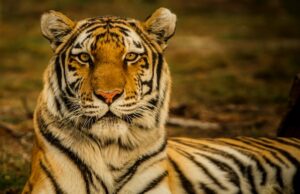 10 Best National Parks in India Best National Parks in India